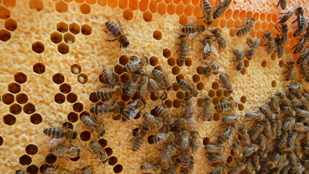 Bienenwaben