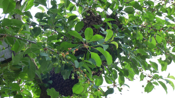 Bienenschwarm im Baum