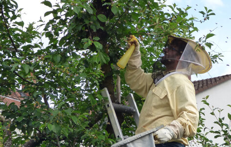 Bienenschwarm wird mit Wasser benebelt