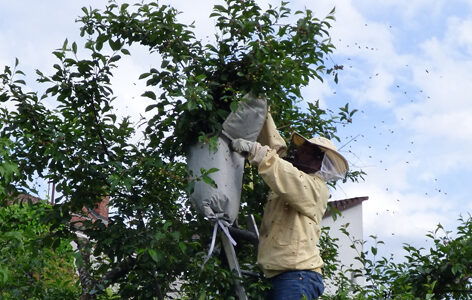 Bienenschwarm wird vom Baum abgenommen.