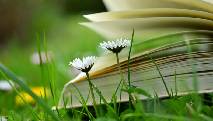 Buch auf einer Wiese mit Gänseblümchen