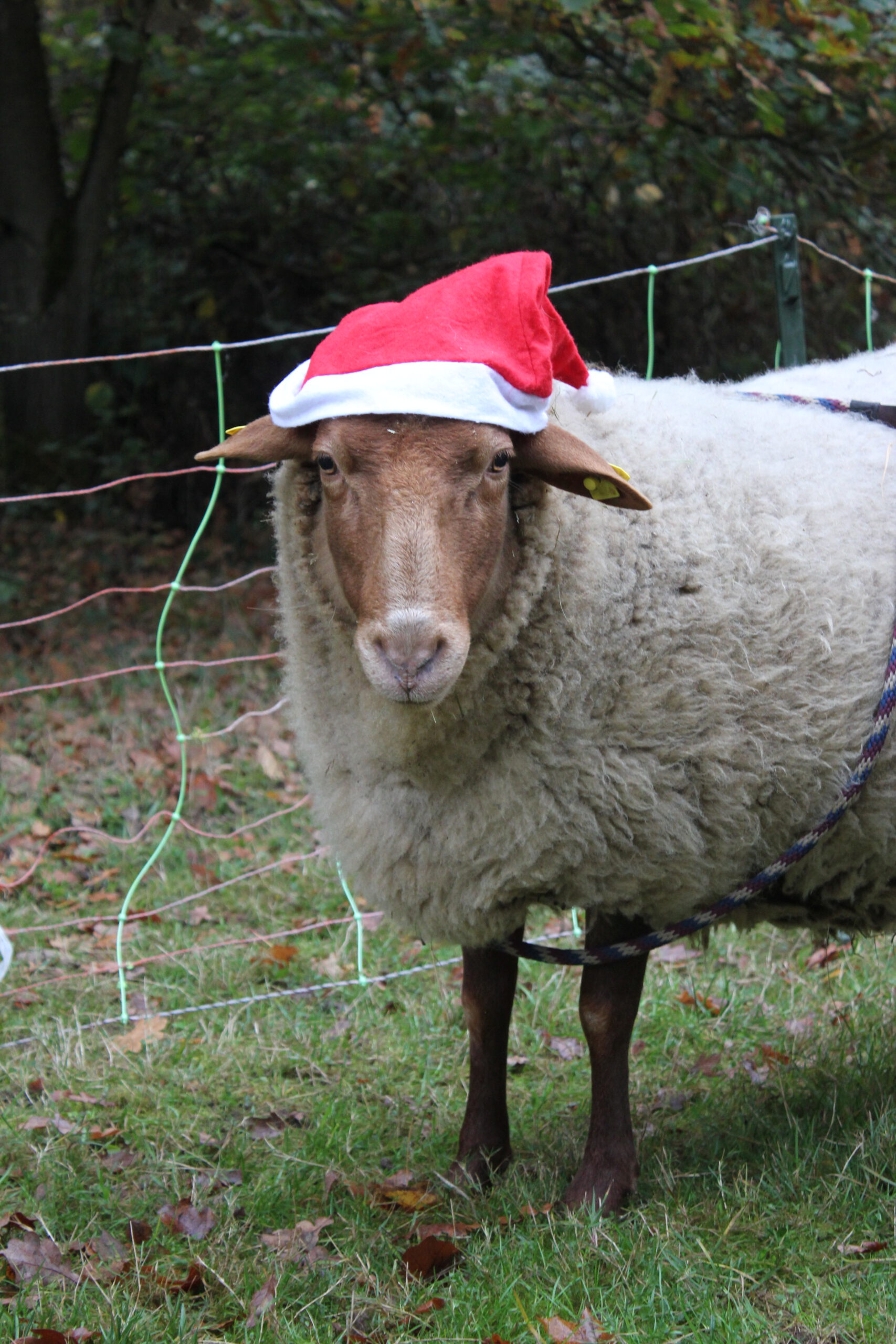 Schaf mit Weihnachtsmütze