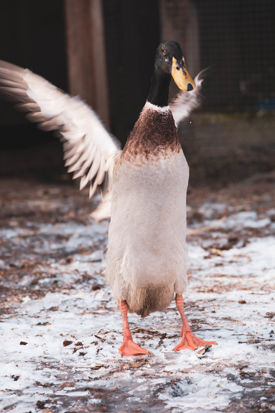 Laufente Caspar schüttelt seine Flügel