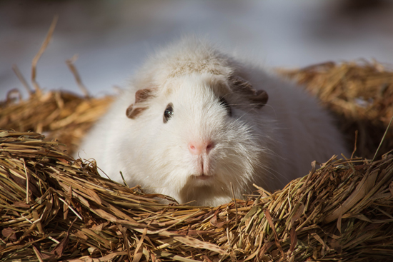 Fred im Nest, ein Meerschweinchen