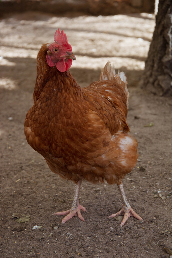 Lady Pommeroy, ein Huhn