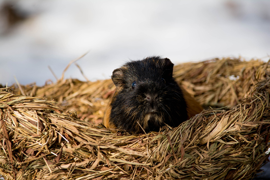 Mausi, Meerschweinchen