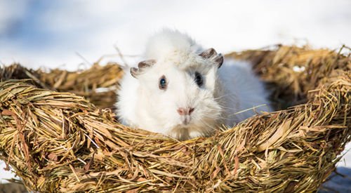 Meerschweinchen Naseweiß freut sich auf einen Tierpaten