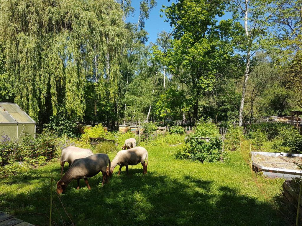 Unsere Schafe grasen im Garten.