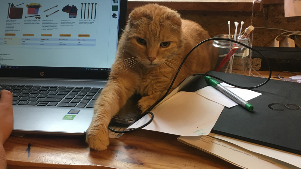 Katze Findus auf dem Schreibtisch