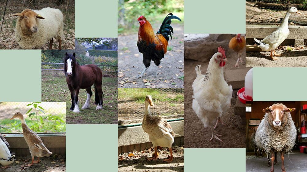 Collage der Farmtiere