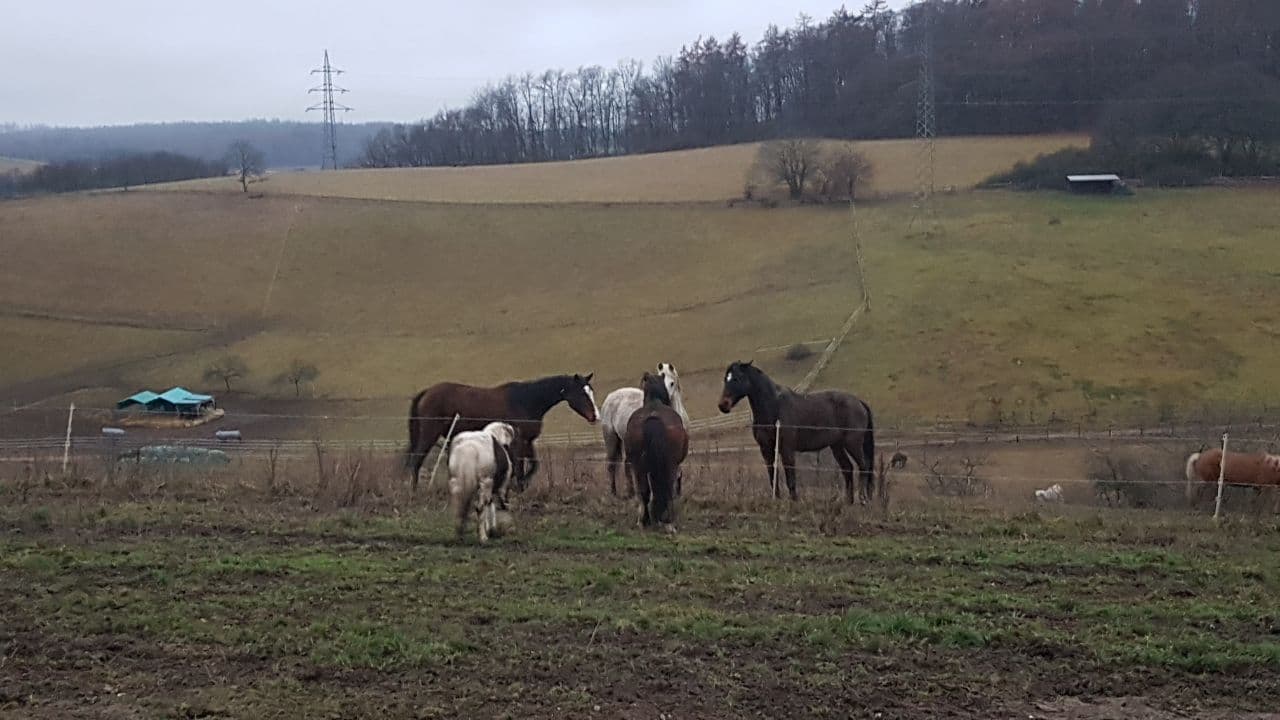 Read more about the article Ponys machen Urlaub