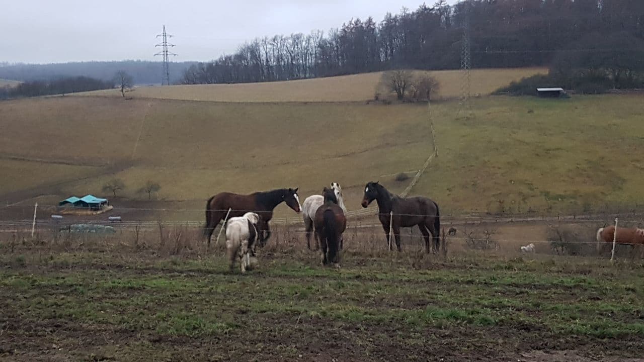 Billy und Monty begrüßen die Herde