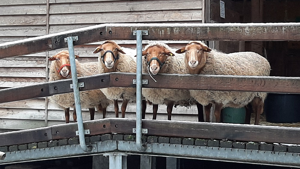 vier Schafe oben auf der Rampe