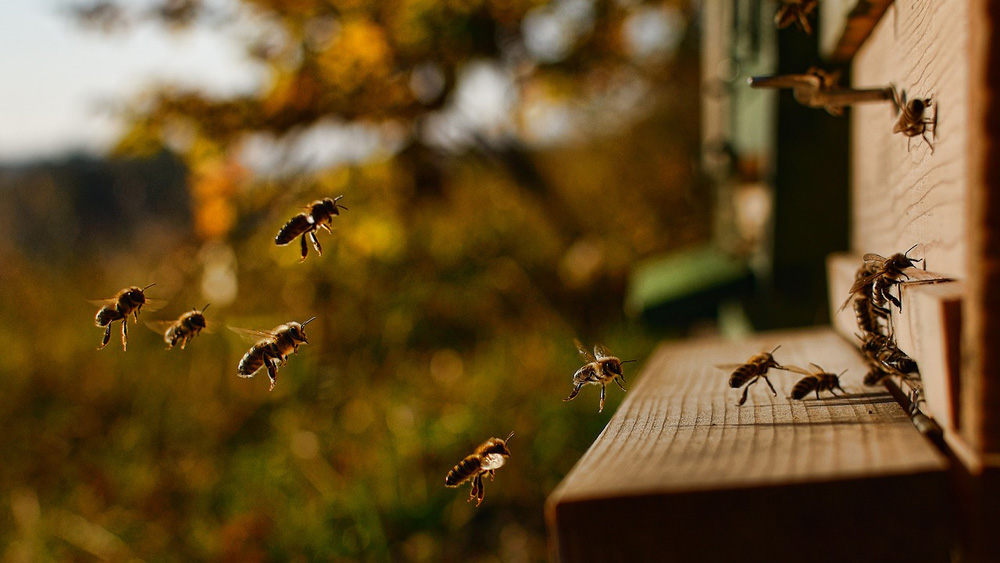 Bienen im Anflug an ihren Stock