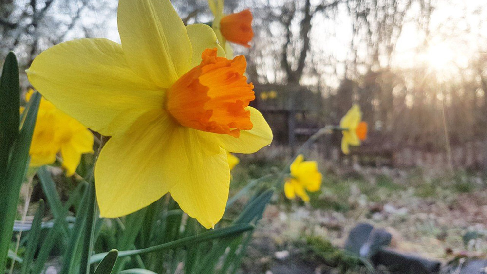 gelbe Narzisse im Farmgarten