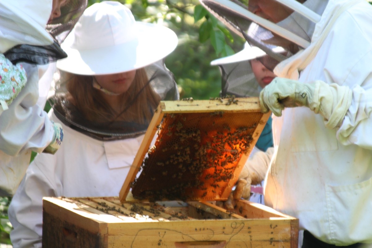 You are currently viewing Bienenführungen für Schulklassen