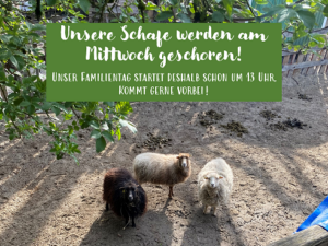 Read more about the article Unsere Schafe werden geschoren!