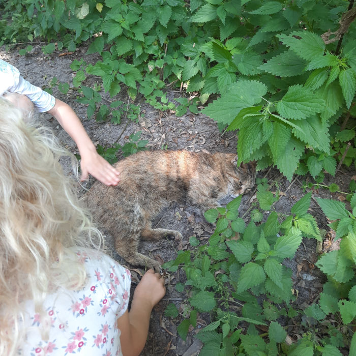 Felis liegt mitten auf dem Platz - hier ist die beste Chance gestreichelt zu werden. 