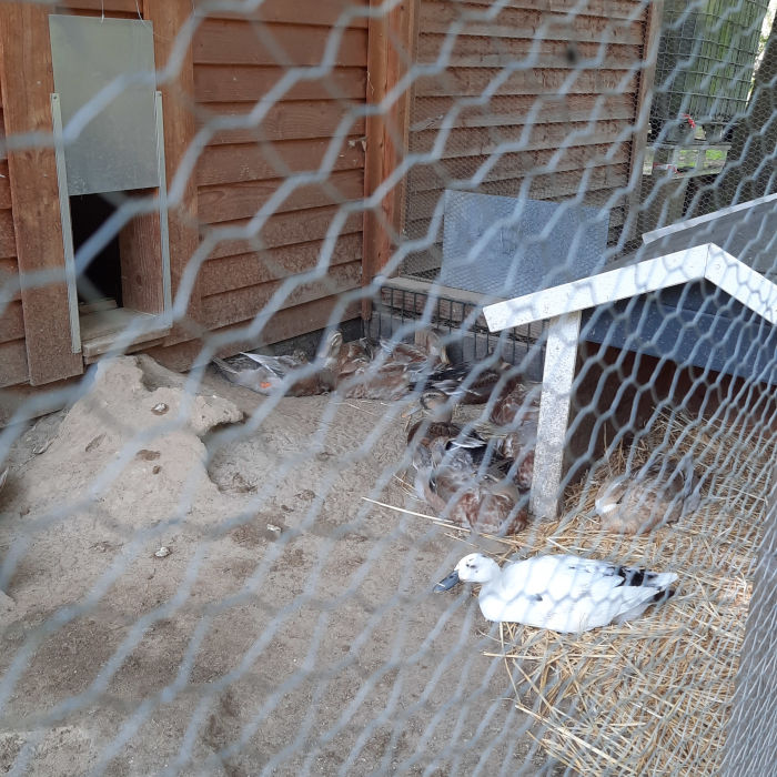 Die Enten chillen in ihrem Stall