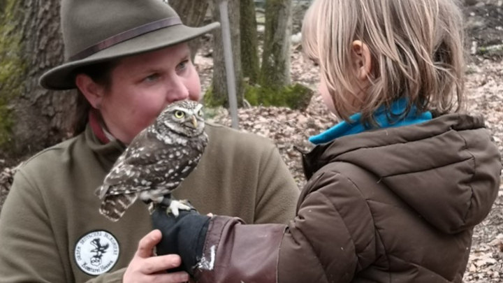 Falknerin setzt einen Greifvogel auf den Arm eines Kindes