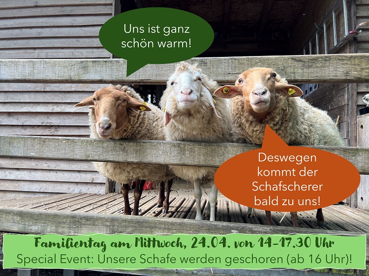 Read more about the article Unsere Schafe werden am 24.04. geschoren!