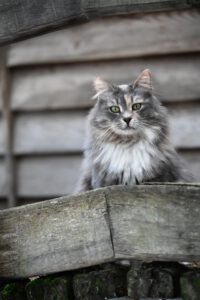 2026_Sheila Farmkatze Sheila